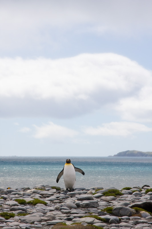 King Penguin On Beach